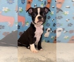 Small #2 Boston Terrier