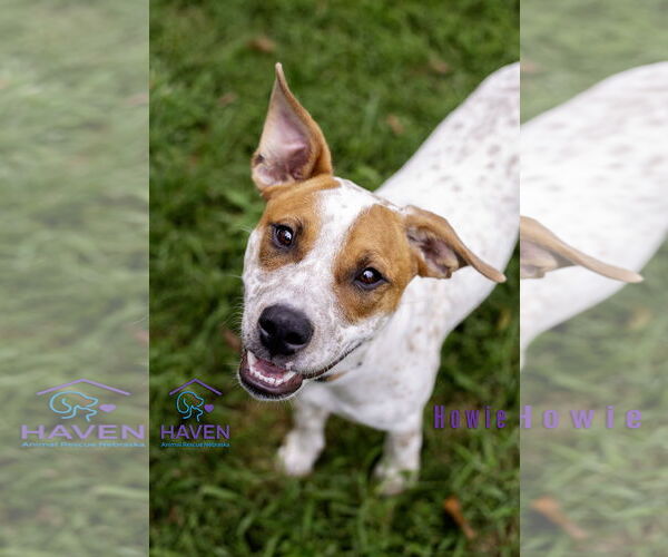 Medium Photo #9 Red Heeler-Unknown Mix Puppy For Sale in Omaha, NE, USA