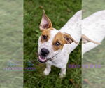 Small #8 Red Heeler Mix