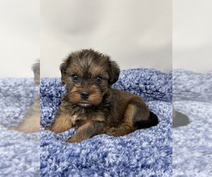 Morkie Puppy for sale in HADDAM, CT, USA