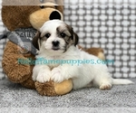 Image preview for Ad Listing. Nickname: Kid