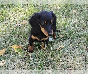 Dachshund Puppy for sale in CLARK, MO, USA