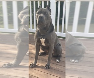 Cane Corso Litter for sale in PIKESVILLE, MD, USA