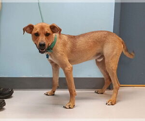 Labrador Retriever-Unknown Mix Dogs for adoption in Pryor, OK, USA