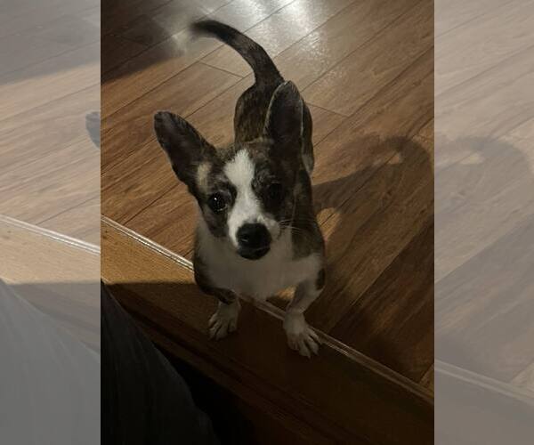 Medium Photo #3 Chihuahua-Unknown Mix Puppy For Sale in Catasauqua, PA, USA