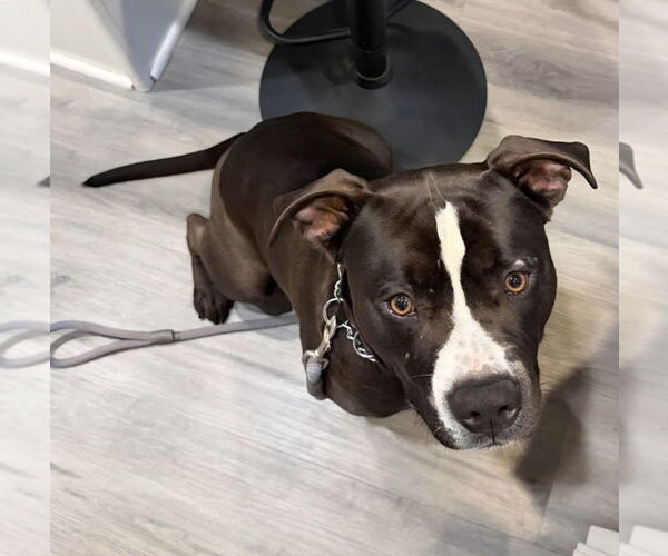 Medium Photo #19 American Staffordshire Terrier-Unknown Mix Puppy For Sale in Lake Forest, CA, USA