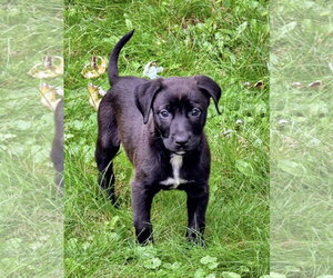 Avery - Female Mutt Dog for Adoption - Photo #3