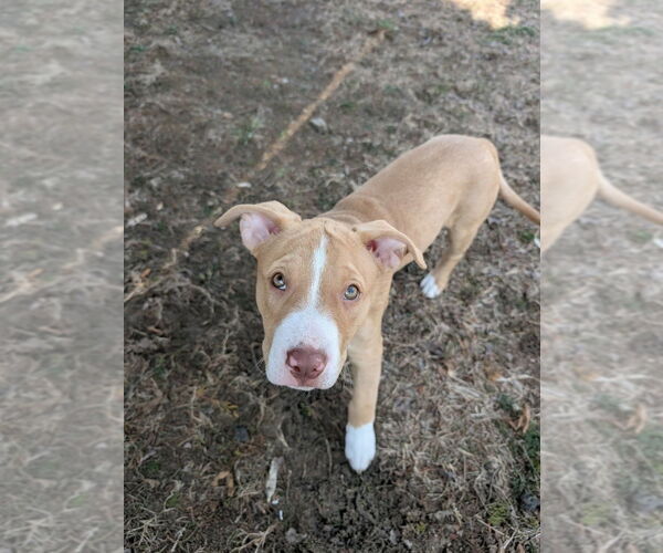 Medium Photo #2 Mutt Puppy For Sale in Wenonah, NJ, USA