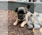 Small #3 French Bulldog