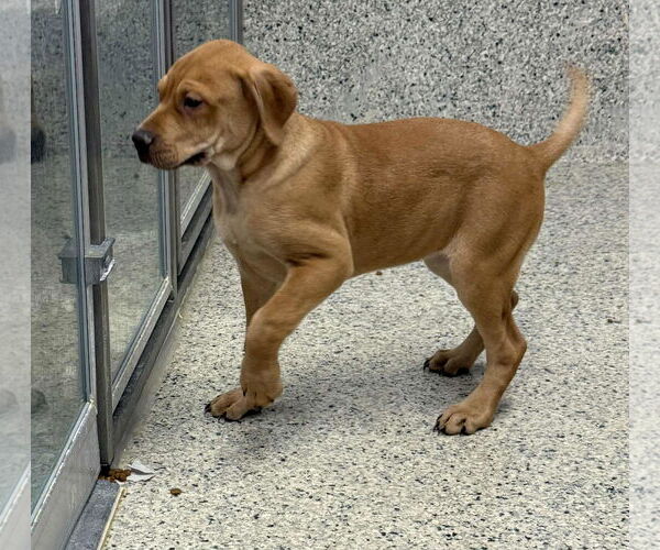 Medium Photo #3 Labrador Retriever-Unknown Mix Puppy For Sale in Mechanicsburg, PA, USA
