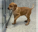 Small #2 Labrador Retriever Mix