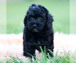 Small Photo #54 Goldendoodle (Miniature) Puppy For Sale in WARSAW, IN, USA