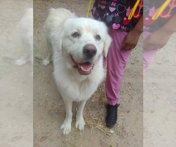Medium Photo #1 Great Pyrenees Puppy For Sale in Spring, TX, USA