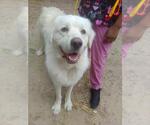 Kelly - Male Great Pyrenees Dog for Adoption - Small photo
