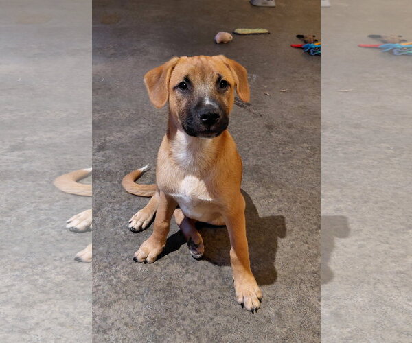 Medium Photo #1 Boxer-Unknown Mix Puppy For Sale in Holly Springs, NC, USA