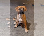 Small Boxer Mix