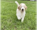 Small Goldendoodle mix (+ Poodle Standard)