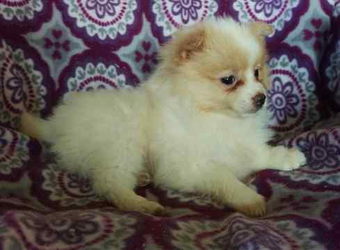 Medium Photo #1 Pomeranian-Unknown Mix Puppy For Sale in HONEY BROOK, PA, USA