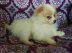 Small Photo #1 Pomeranian-Unknown Mix Puppy For Sale in HONEY BROOK, PA, USA