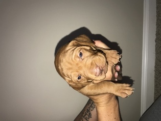 Vizsla Puppy for sale in RICHMOND HILL, GA, USA
