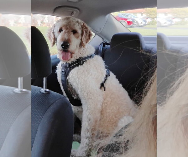 Medium Photo #2 Goldendoodle Puppy For Sale in Oakland Park, FL, USA