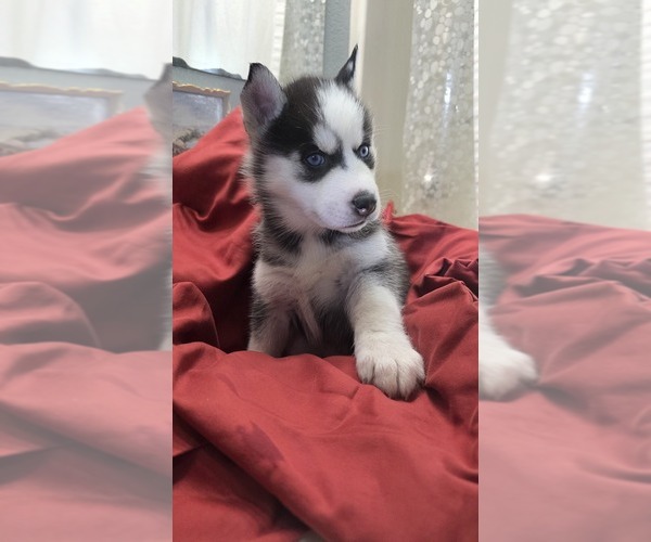 Medium Photo #3 Siberian Husky Puppy For Sale in PORTLAND, OR, USA