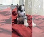 Small #2 Siberian Husky