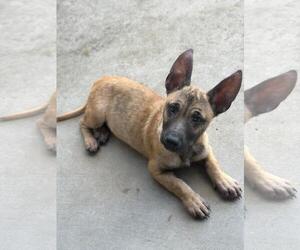 Mali - Female Dachshund-Unknown Mix Dog for Adoption - Photo #4