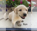 Small #3 Labrador Retriever