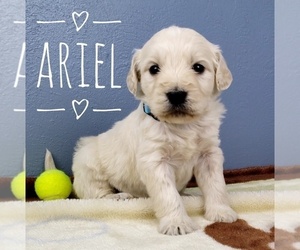 English Cream Golden Retriever-Poodle (Standard) Mix Puppy for sale in CEDAR GAP, MO, USA