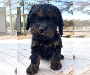 Cavapoo Puppy for Sale in AUBREY, Texas USA