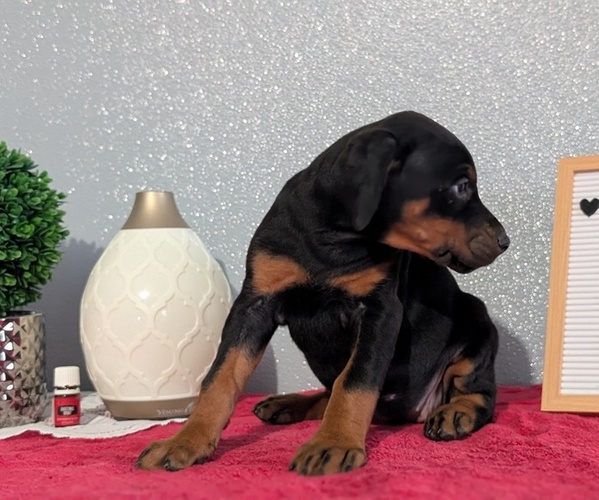 Medium Photo #11 Doberman Pinscher Puppy For Sale in GOSHEN, IN, USA