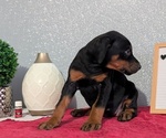 Small #10 Doberman Pinscher