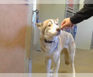 Siberian Husky Dogs for adoption in Sacramento, CA, USA