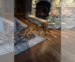 Small Photo #1 Golden Retriever Puppy For Sale in CHIPPEWA FALLS, WI, USA