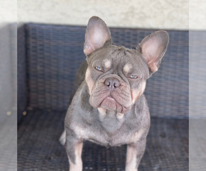 French Bulldog Puppy for sale in MEMPHIS, TN, USA