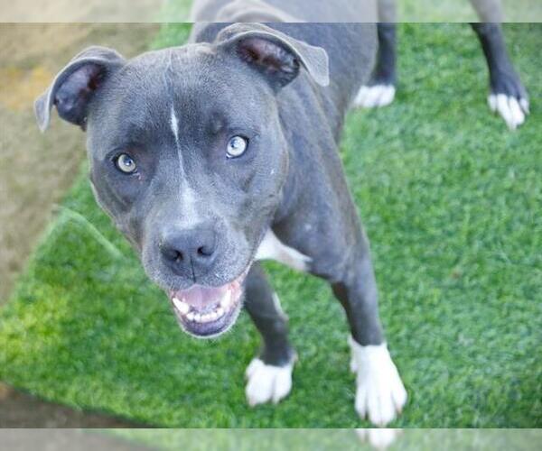 Medium Photo #2 American Staffordshire Terrier Puppy For Sale in Tallahassee, FL, USA