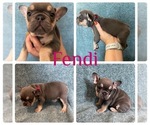 Puppy Fendi French Bulldog