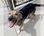 Small German Shepherd Dog Mix