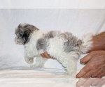 Small #3 ShihPoo