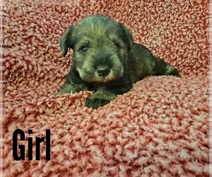 Schnauzer (Miniature) Puppy for sale in LAKEVILLE, OH, USA