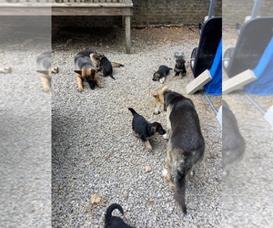 German Shepherd Dog Litter for sale in LAWRENCEBURG, TN, USA