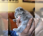Small #18 French Bulldog