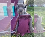 Small Photo #30 Great Dane Puppy For Sale in OGDEN, UT, USA