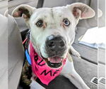 Small American Staffordshire Terrier Mix