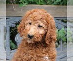 Small Photo #5 Poodle (Standard) Puppy For Sale in EAST EARL, PA, USA