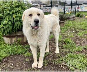 Great Pyrenees Dogs for adoption in Santa Cruz, CA, USA