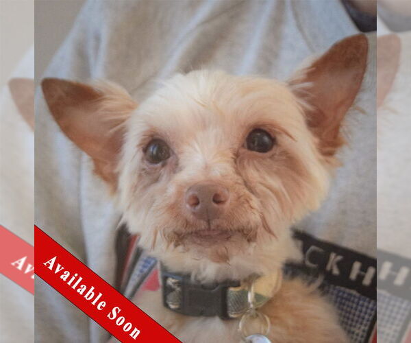 Medium Photo #1 Mutt Puppy For Sale in Huntley, IL, USA