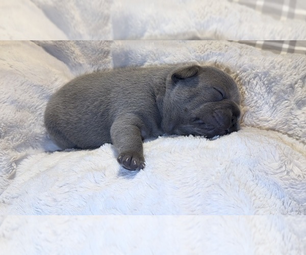 Medium Photo #6 French Bulldog Puppy For Sale in BIG RAPIDS, MI, USA