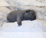 Small #5 French Bulldog